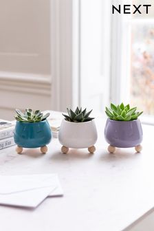 Set of 3 Multi Real Plant Succulents In Footed Ceramic Pots (T03705) | £24