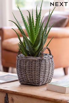 Grey Real Plant Aloe Vera In Grey Wicker Pot (T03707) | £55