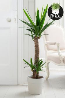 White Real Plant Yukka Tree In Ceramic Pot (T62365) | £50