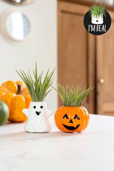 Orange Mini Real Air Plants In Pumpkin and Ghost (T64036) | £14