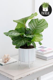White Real Plant Calathea In Wire Metal Pot