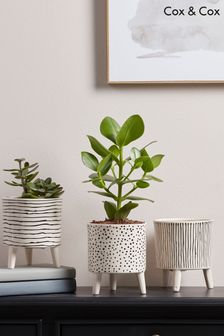 Cox & Cox Black Three Monochrome Standing Planters (T86157) | £30