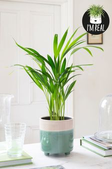 Green Real Areca Palm Plant In Teal Blue Footed Pot