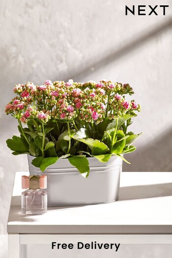 Pink Kalanchoe Real Plant with Perfume Gift Set (177949) | £32