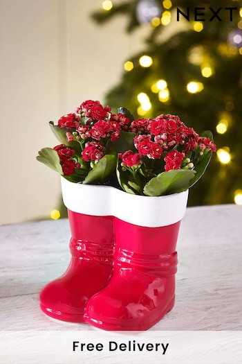 Red Santa Boots Real Plant (272027) | £20