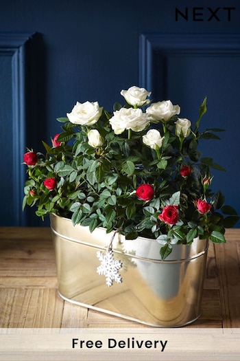 Red and White Rose Real Plant in Trough (309874) | £30