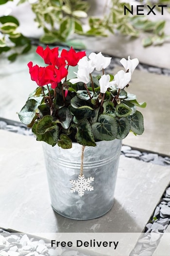 Red/White Cyclamen Real Outdoor Plant (331513) | £26