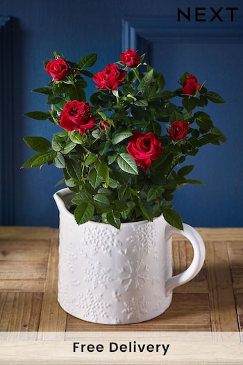 Red Rose Real Plant in Ceramic Jug (445392) | £22