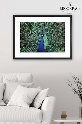 Brookpace Lascelles Blue Peacock Fan Artwork In Matt Black Frame (504443) | £156