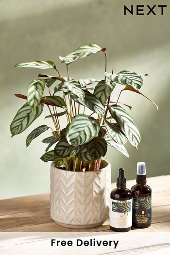 Green Calathea Real Plant Gift Set (520734) | £46