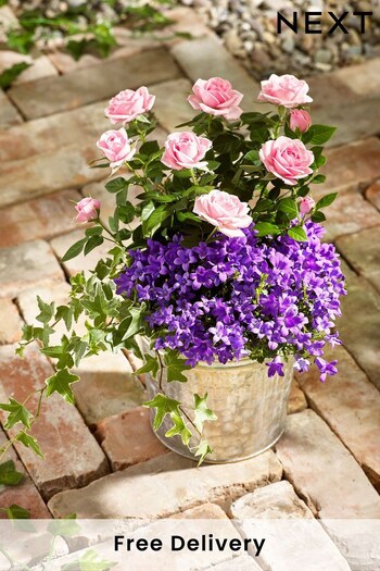 Pink and Purple Outdoor Real Plant in Galvanised Tin (547413) | £32
