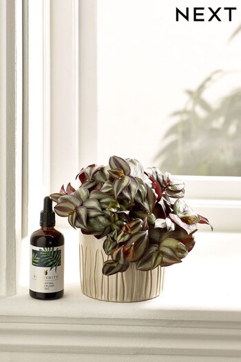 Green Trailing Real Plant Gift Set (566186) | £26