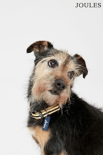 Joules Medium Yellow Striped Adjustable Dog Collar (602026) | £14 - £16