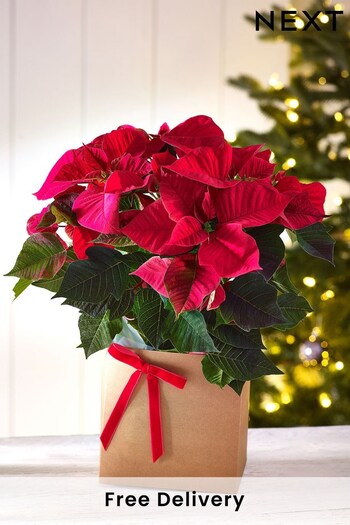 Red Poinsettia Real Plant in Gift Bag (637454) | £22