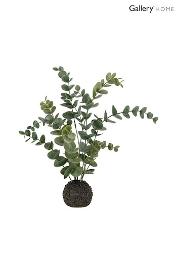 Gallery Home Dusky Green Eucalyptus in Soil (642928) | £14