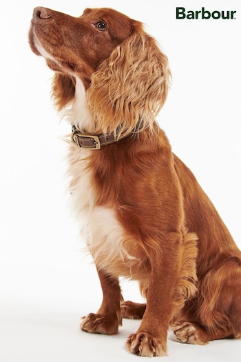 Barbour® Brown Leather Dog Collar (652035) | £18