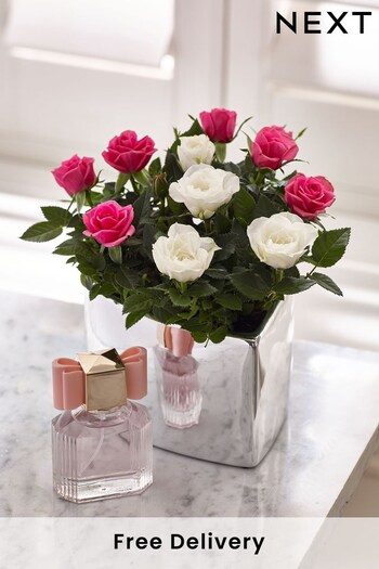 Pink and White Rose Real Plant with Perfume Gift Set (677658) | £32