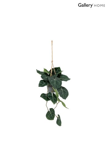 Gallery Home Green Trailing Caladium Leaves in Pot (753172) | £32