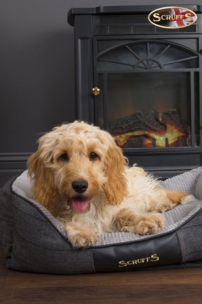 Scruffs windsor dog bed sales