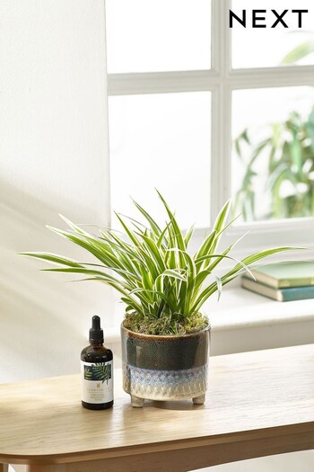 Green Spider Real Plant Gift Set (811822) | £28
