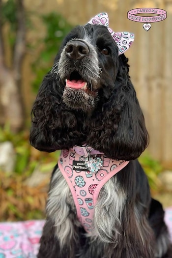 Pawsome Paws Boutique Pink Blue Adjustable Dog Harness (823735) | £26