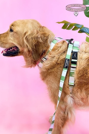 Pawsome Paws Boutique Green Dog Collar And Lead Set (823909) | £27