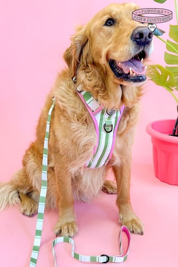 Pawsome Paws Boutique Green Dog Lead (824173) | £15