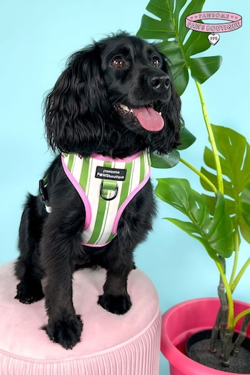 Pawsome Paws Boutique Green Adjustable Dog Harness (824260) | £26