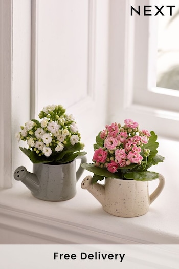 Set of 2 Multi Kalanchoe Real Plants in Ceramic Pots (893472) | £20