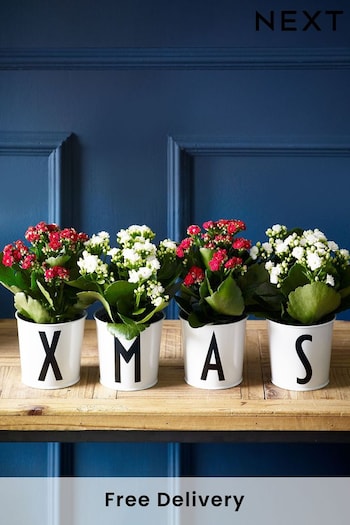 Set of 4 Red and White Kalanchoe Real Plants (916523) | £30