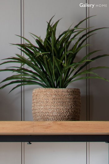Gallery Home Green Wild Grass in Soil H300mm (930094) | £14