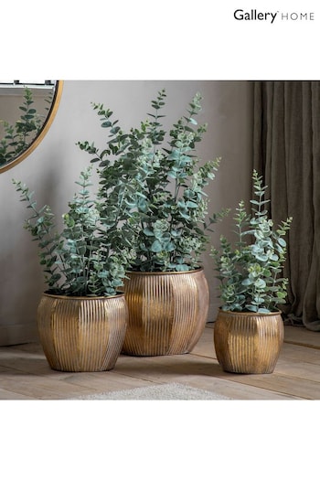 Gallery Home Green Potted Eucalyptus H845mm (974225) | £48