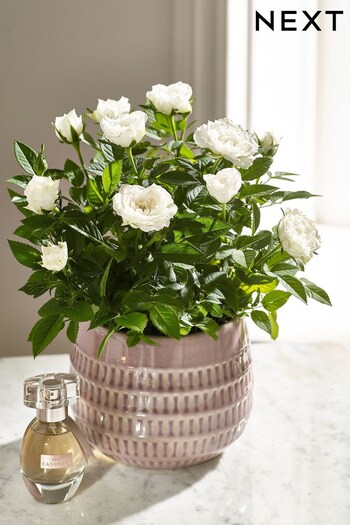 White Rose Real Plant in Ceramic Pot Gift Set (978056) | £32