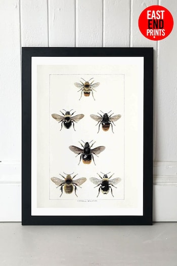 East End Prints Black British Bee Print (A05983) | £47 - £132