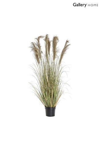 Gallery Home Green Artificial Seven Headed Pampas Grass In Pot (A06827) | £135