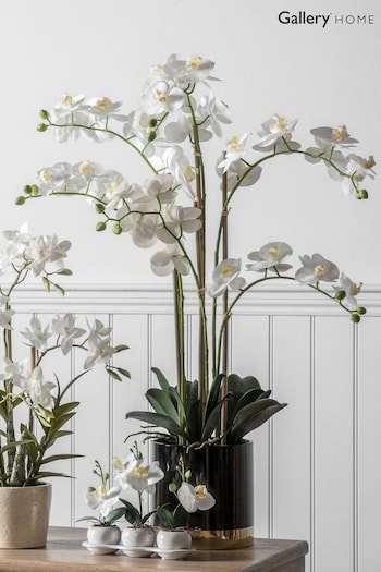 Gallery Home White Artificial Orchid In Pot (A06830) | £126