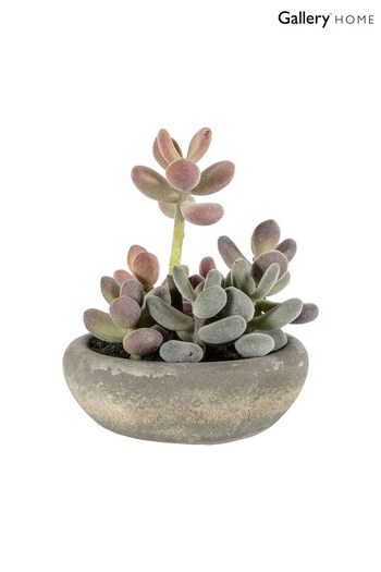 Gallery Home Pink Artificial Large Graptoveria In Cement Bowl (A07176) | £28