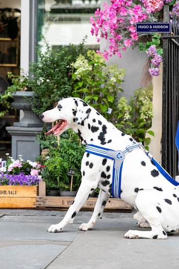 Hugo & Hudson Royal Blue Mesh Easy Dog Harness (A38298) | £30