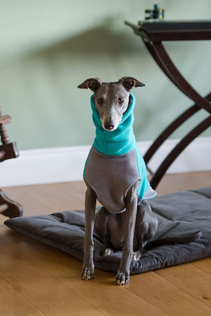 Lounging hound hot sale