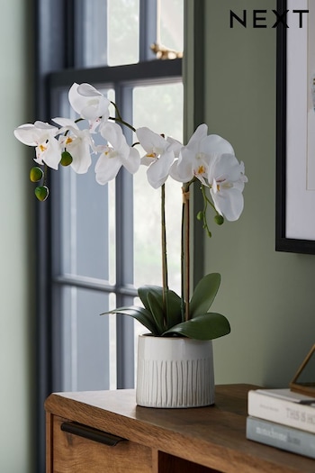White Artificial Real Touch Orchid In White Ceramic Pot (A40264) | £22