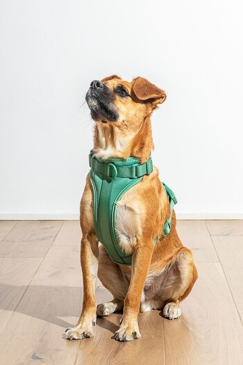 Wild One Green Green Harness (A64535) | £50