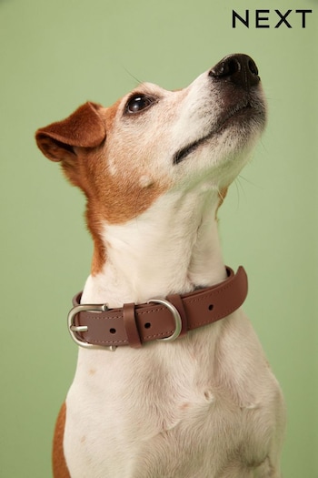 Tan Brown Leather Dog Collar (A90088) | £12 - £16