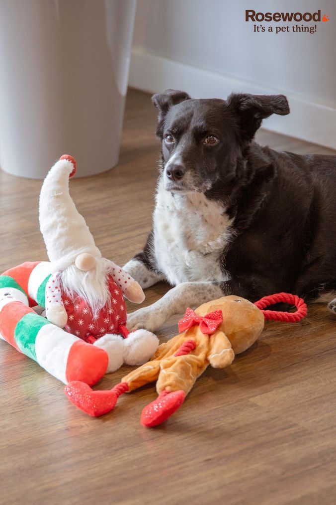 Next grey dog toy best sale