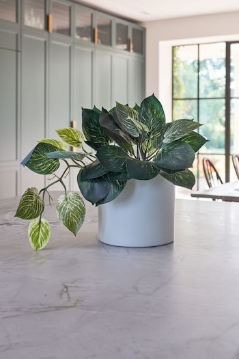 Beards & Daisies Green Artificial Pothos Plant (AV3714) | £40