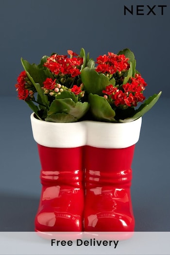 Red Santa Boots Real Plant (B26102) | £20