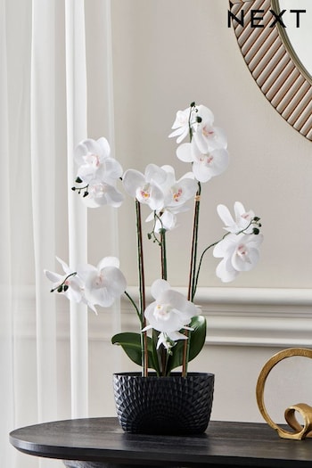 White Artificial Orchid (B29480) | £0