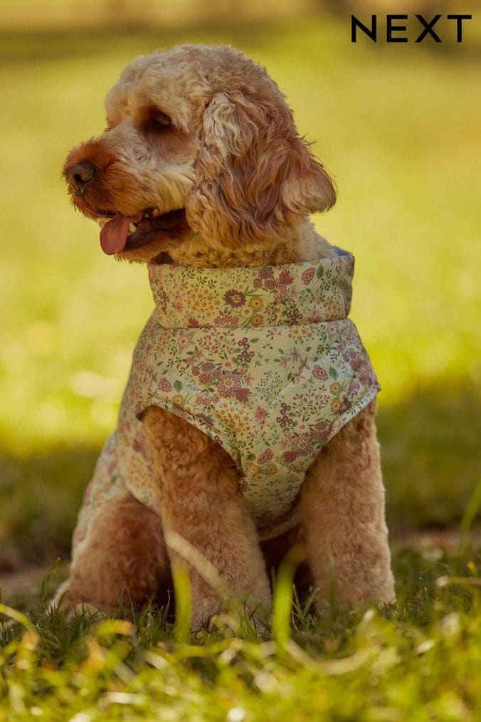 Next dog jacket clearance