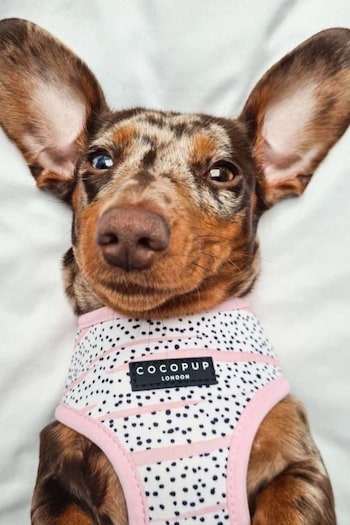 Cocopup Pink Dalmatian Dog Harness Collar and Lead Bundle (B42020) | £49