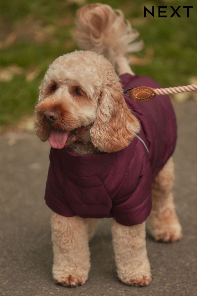 Next dog coats 2025