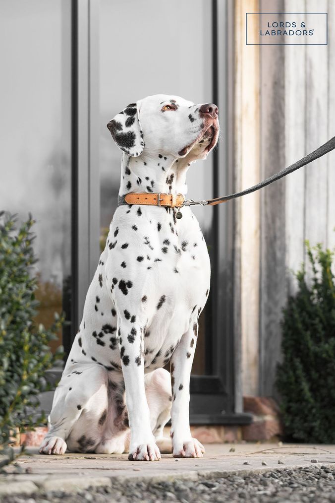 Buy Pets Leads Online Next UK